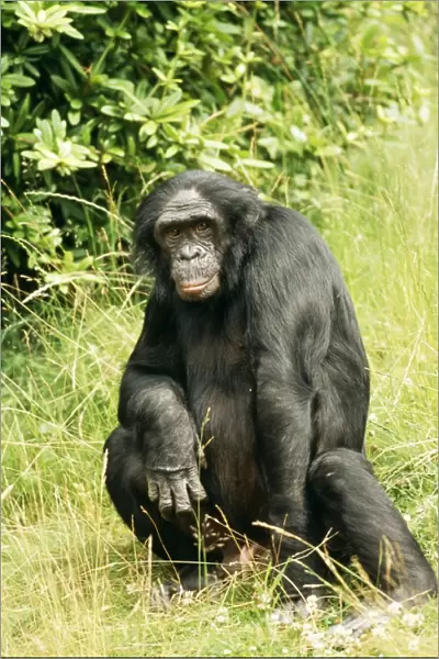 Pygmy  /  Bonobo Chimpanzee
