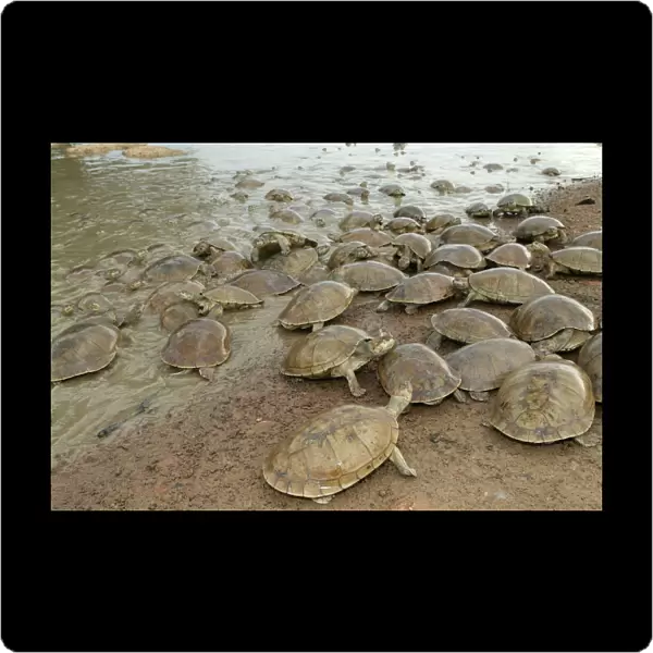 Sideneck Turtle - mass by water Llanos, Venezuela