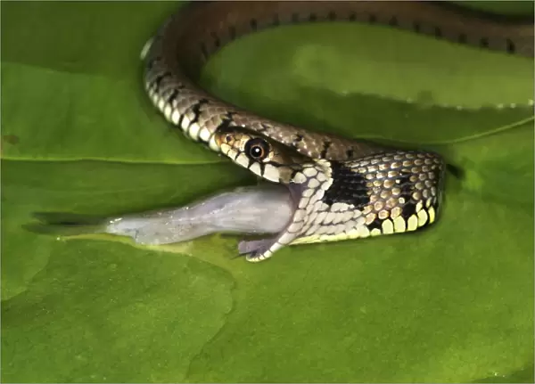 Grass Snake - swallowing fish
