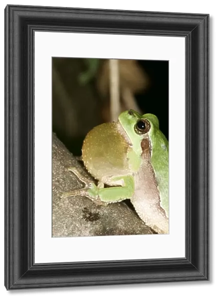 Tree Frog - Male with throat inflated croaking