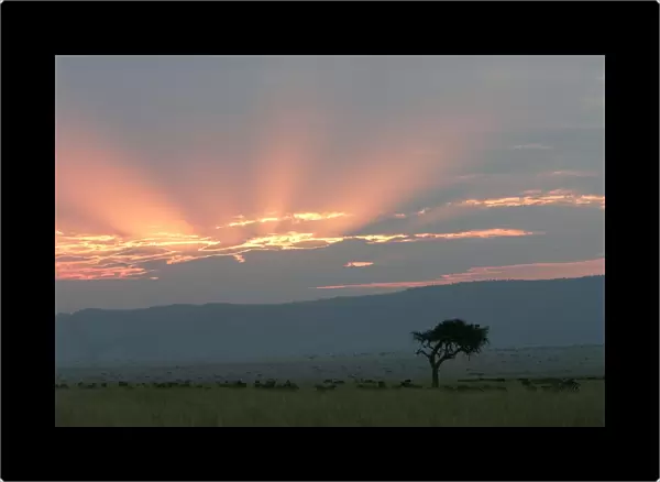 Kenya - Sunset over Maasai Mara National Park, Africa
