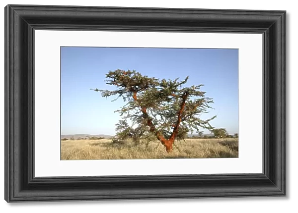 Acacia Tree. Kenya - Africa