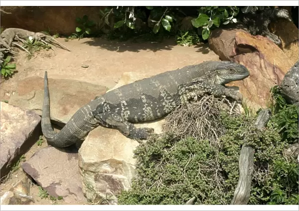 White-throated  /  Rock Monitor Lizard - shedding skin South Africa Varanus ex