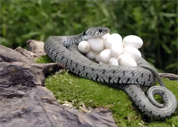 Grass  /  Ringed Snake - at nest protecting eggs. Alsace. France