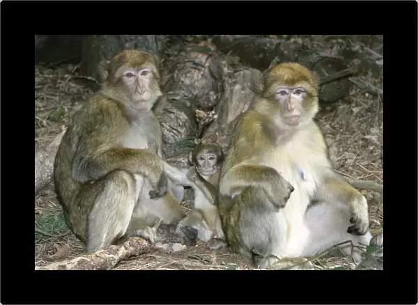 Barbary macaque  /  ape or rock ape - females and young. Distribution: Algeria, Morocco, Tunisia and Gibraltar