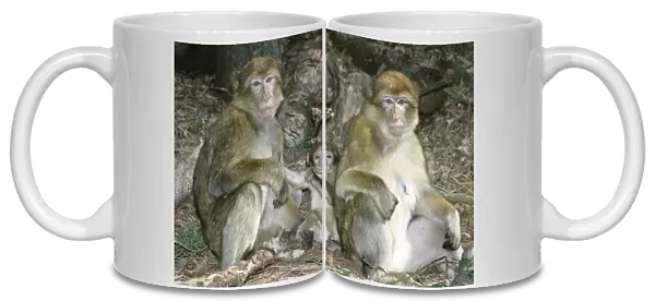 Barbary macaque  /  ape or rock ape - females and young. Distribution: Algeria, Morocco, Tunisia and Gibraltar