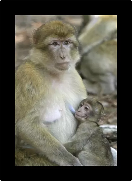 Barbary macaque  /  ape or rock ape - female suckling young. Monkey Mountain, Alsace. France. Distribution: Algeria, Morocco, Tunisia and Gibraltar