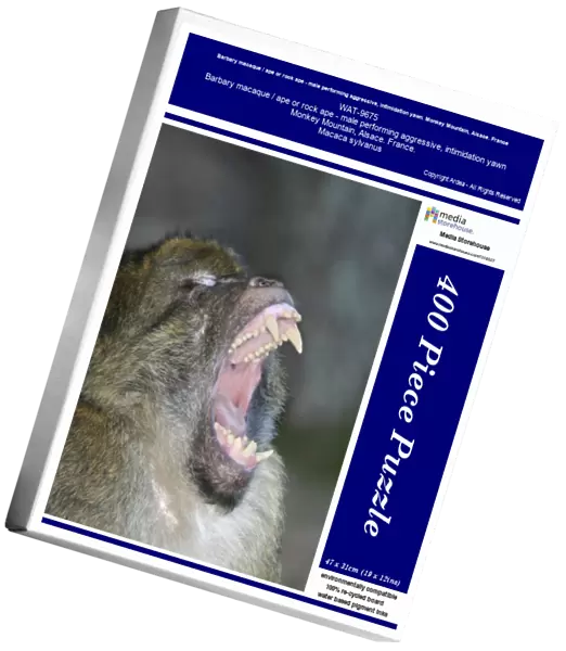 Barbary macaque  /  ape or rock ape - male performing aggressive, intimidation yawn. Monkey Mountain, Alsace. France. Distribution: Algeria, Morocco, Tunisia and Gibraltar