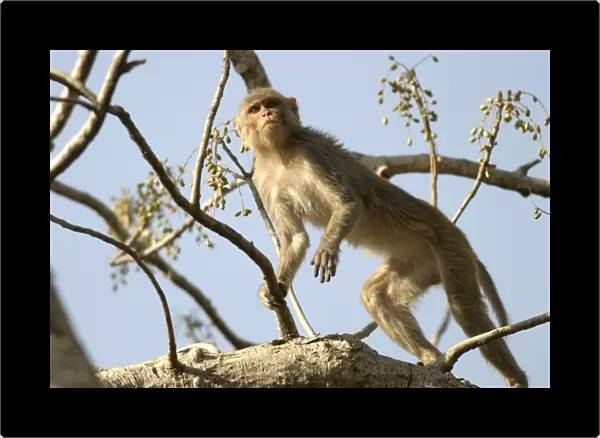 Rhesus Macaque Monkey - female climbing in tree, foraging for fruit. Bandhavgarh NP, India. Distribution: Afghanistan to northern India and southern China