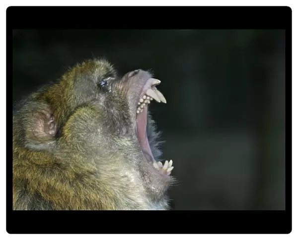 Barbary Macaque  /  Barbary Ape  /  Rock Ape - Male, intimidation Mountain of Monkeys, Kintzheim, Alsace, France