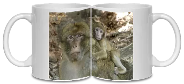 Barbary Macaque  /  Barbary Ape  /  Rock Ape - male with baby. Mountain of Monkeys - Alsace - France