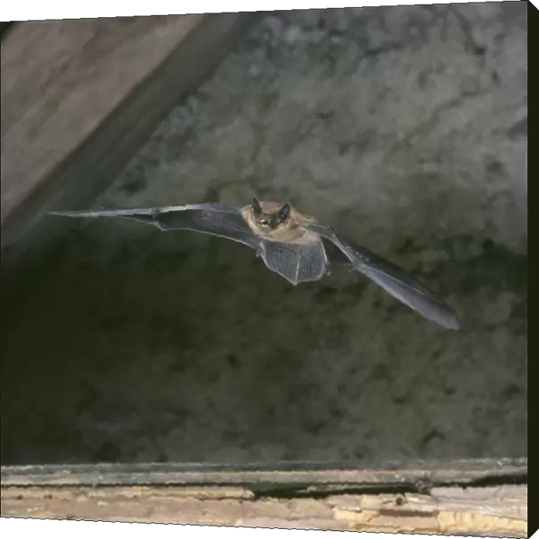 Pipistrell Bat - In flight in rooftop loft