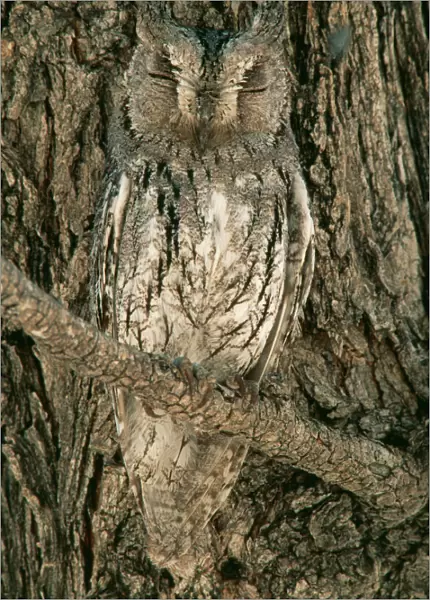 Scops Owl - Perfectly camouflaged perching close to a tree-trunk