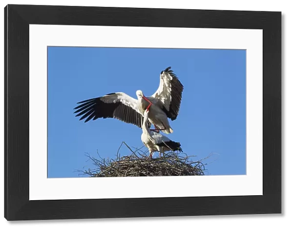 White Stork mating pair on their nest Do& xf1;ana Nat... White Stork mating pair on their nest Do& xf1;ana Nat