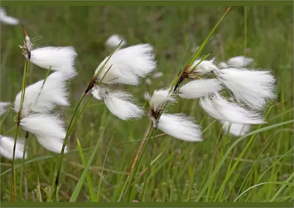 Flowers of cotton grass or Hare's-Tail - blowing in wind, Ben Eighe National Nature Reserve, Scotland, UK
