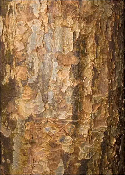 Bark of Paperback maple Acer griseum Worcetsershire UK
