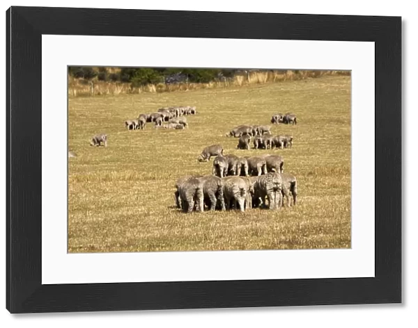Merino sheep grazing in small groups trying to avoid flies. Mackenzie Country - South Island - New Zealand