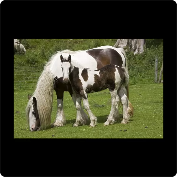 Brown and white piebald horse grazing with young foal North Yorkshire Moors UK