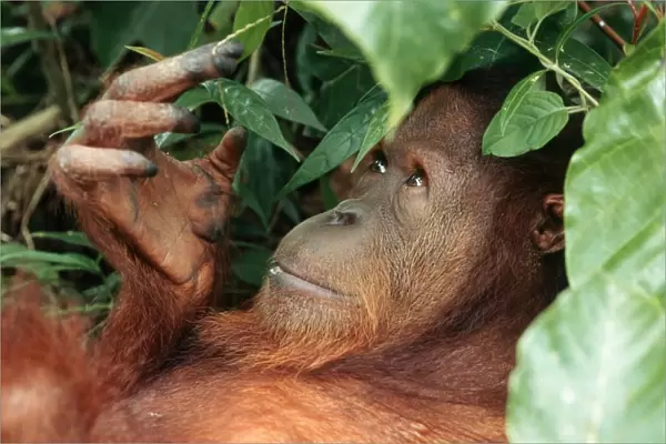 Borneo Orangutan - female Sepilok Sanctuary reserve - Sabah - Borneo - Malaysia