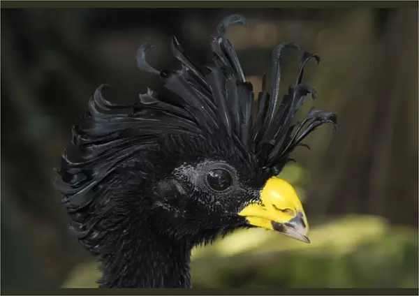 Great Curassow Belize