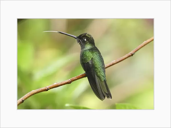 Magnificent Hummingbird Cierro La Muerte, Costa Rica