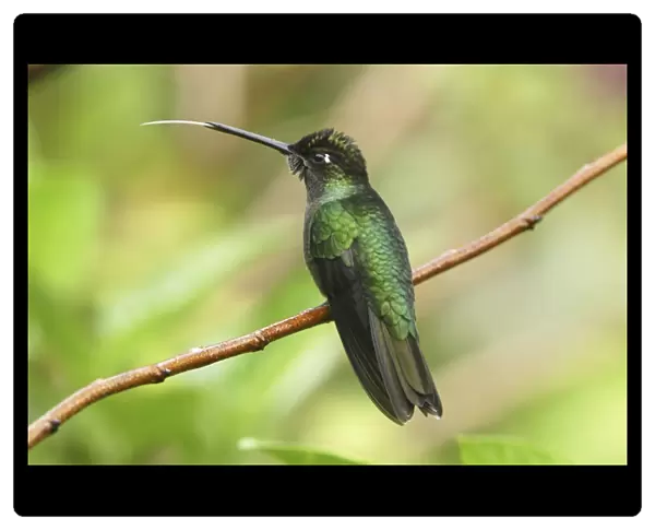 Magnificent Hummingbird Cierro La Muerte, Costa Rica