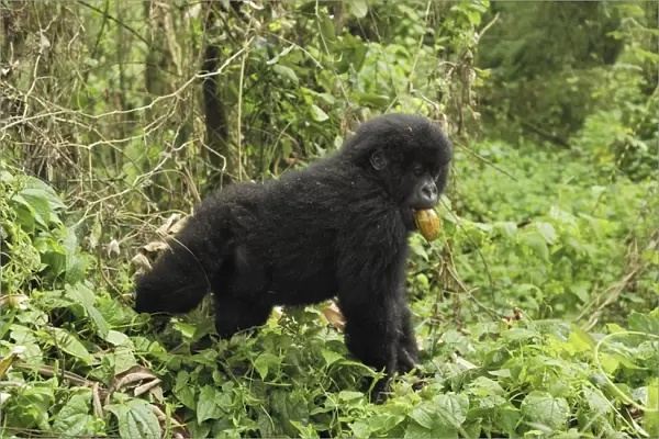 Mountain Gorilla - eating a fruit Volcanoes National Park, Rwanda