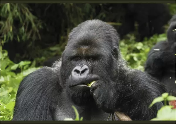 Mountain Gorilla - silverback eating Volcanoes National Park, Rwanda