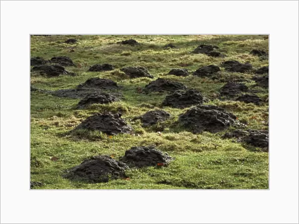 Mole Hills - in meadow