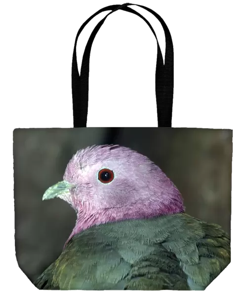 Pink Headed Fruit Dove - endemc to Sumatra, Bali and Java forests
