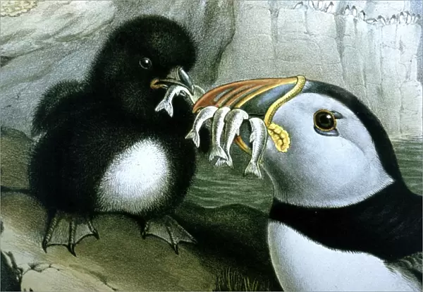 Lithograph Illustration: Puffin- from J Gould Birds of Great Britain 1862-73