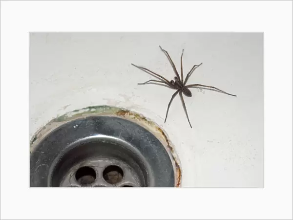 House Spider- commonly found coming out of bath plugholes