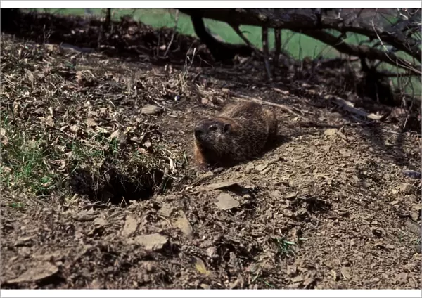Woodchuck. PPG-1569. Woodchuck. Canada. Marmota monax