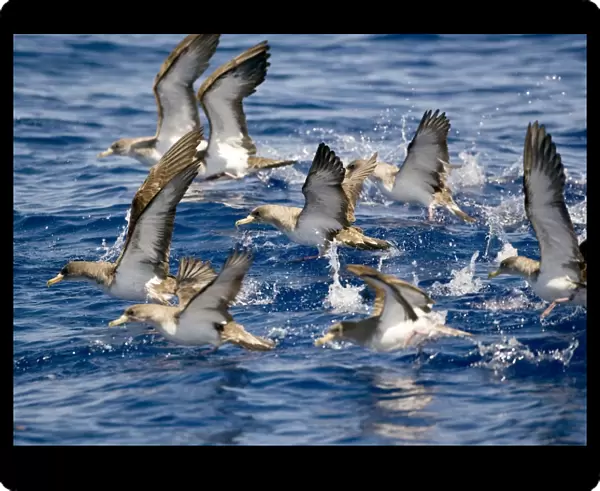Cory's Shearwaters taking off Madeira September
