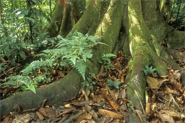 Rainforest Buttress & surface roots, Corcovado National Park, Costa Rica