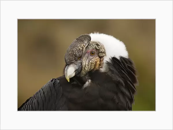 Andean Condor (Vultur gryphus), female, in Ecuador
