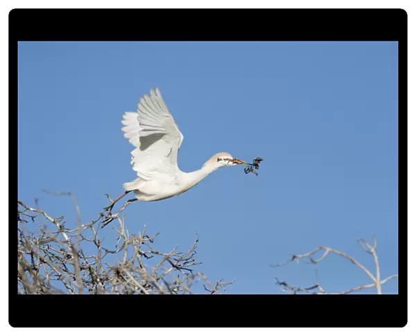 Cattle Egret - Gathering nest material - Extremadura - Spain