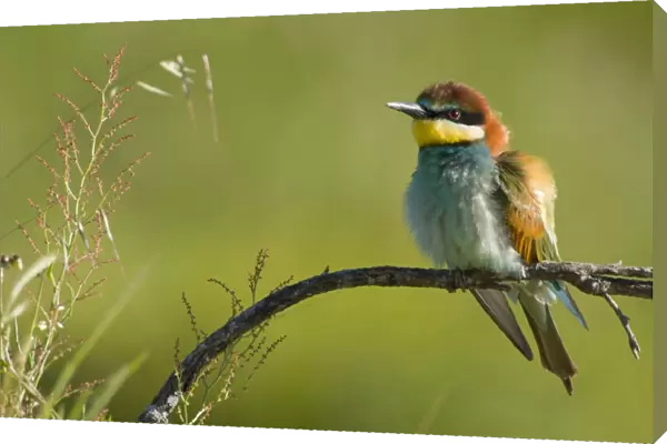 European Bee-Eater - Perched near nest site