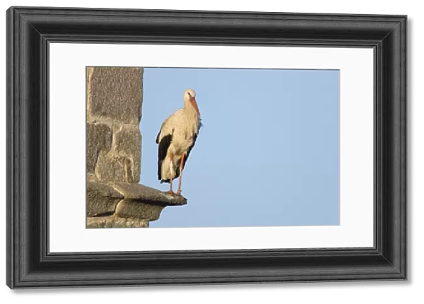 White Stork-Adult bird perched on the ledge of a bell tower-Manzanares el Real-Spain