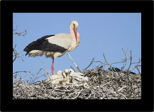 White Stork - Parent on its nest with small chicks - Extremadura - Spain