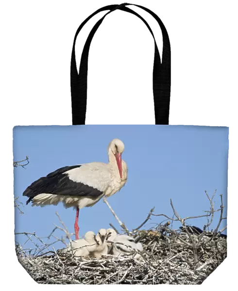 White Stork - Parent on its nest with small chicks - Extremadura - Spain