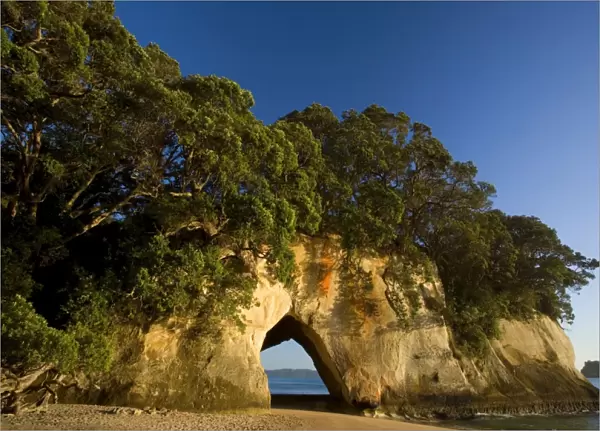 Cathedral Cove tree-clad cliff with a natural rock arch seen from beach at Cathedral Cove Cathedral Cove, Coromandel Peninsula, North Island, New Zealand
