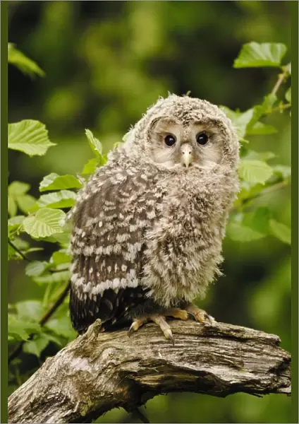 young Ural owl, Germany