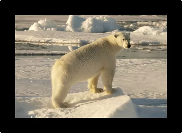 Polar bear - female standing on pack ice - Svalbard - Norway