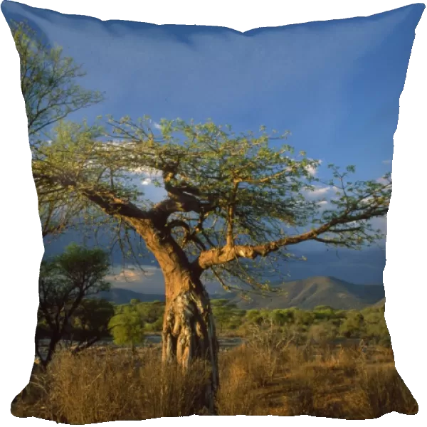 Africa - trees & scrub Ruaha National Park, Tanzania, Africa
