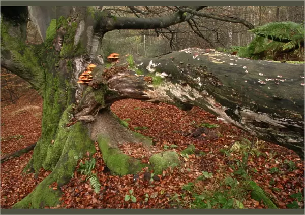 Ancient Beech Tree - Covered with various fungi, in old forest of Sababurg, autumn. North Hessen, Germany