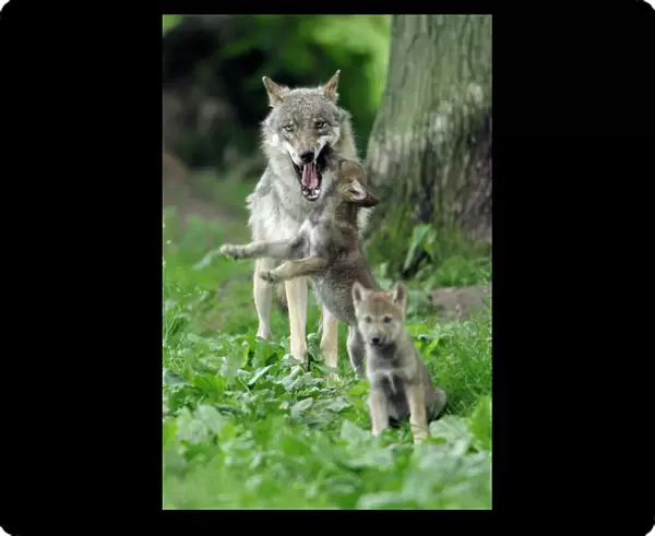 European Grey Wolf- cub begging for food from female, Lower Saxony, Germany