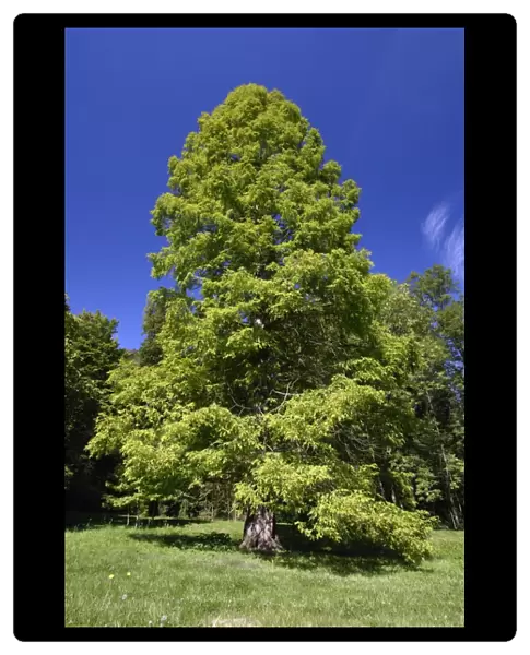 Swanp Cypress Tree - standing in park, Hessen, Germany
