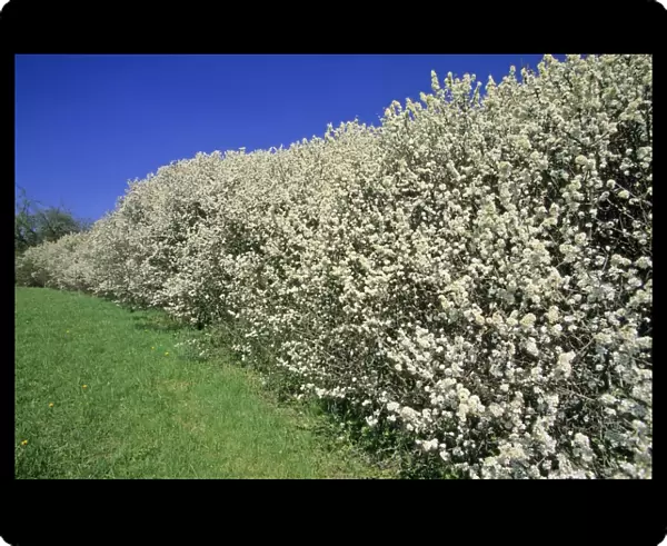 Blackthorn - hedge, flowering in April, Hessen, Germany