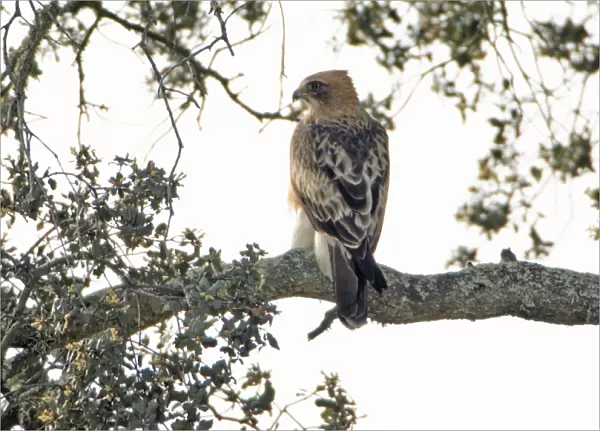 Booted Eagle - pale version, resting in cork oak, Alentejo, Portugal